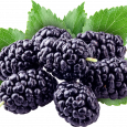 Black mulberry Molasses